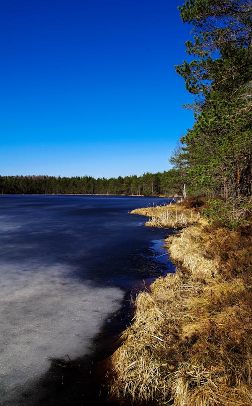 Gratis arkivbilde med bartre, blå himmel, daggry