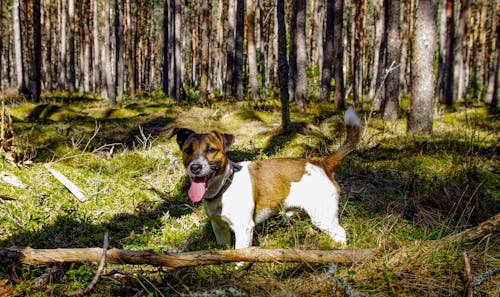 Adult Tan and White Jack Russell Terrier