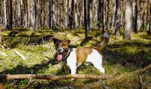 一只可爱的杰克拉塞尔梗在阳光明媚的森林里，享受着户外活动