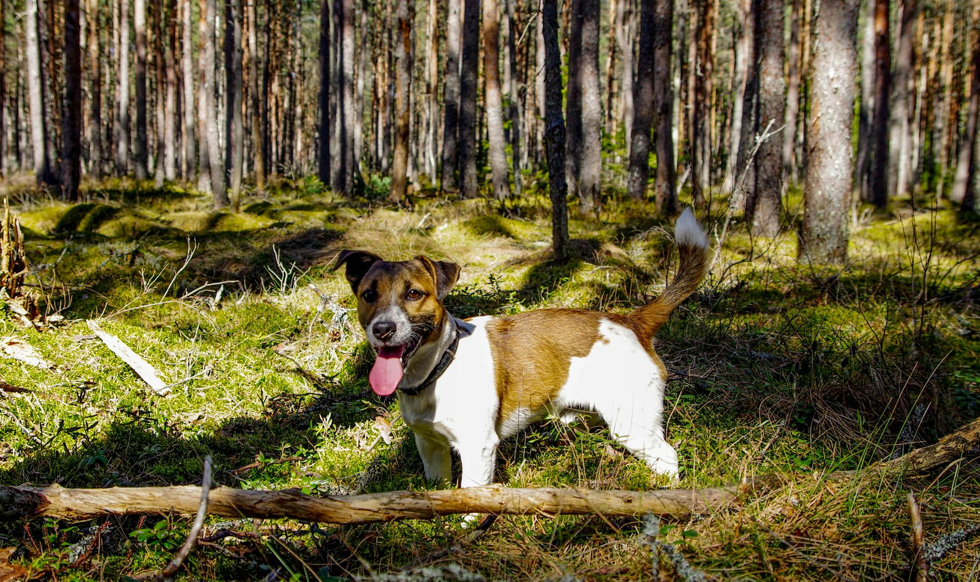 Vuxen brunbrun och vit jack russellterrier