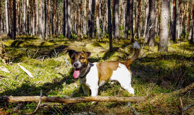 Adult Tan And White Jack Russell Terrier