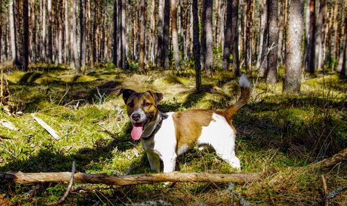 Free Cute Jack Russell Terrier standing in a sunlit forest, enjoying the outdoors. Stock Photo
