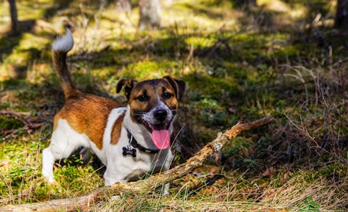 Volwassen Jack Russell Terrier