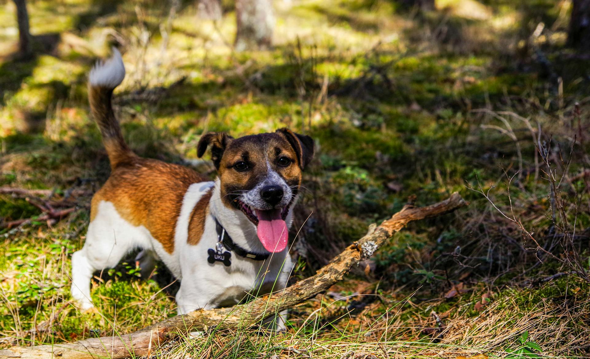 Adult Jack Russell Terrier