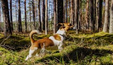 杰克罗素梗犬在阳光明媚的森林中探索全景