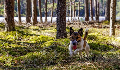 Jack Russell Terrier Adulto Corriendo En El Campo De Hierba Verde
