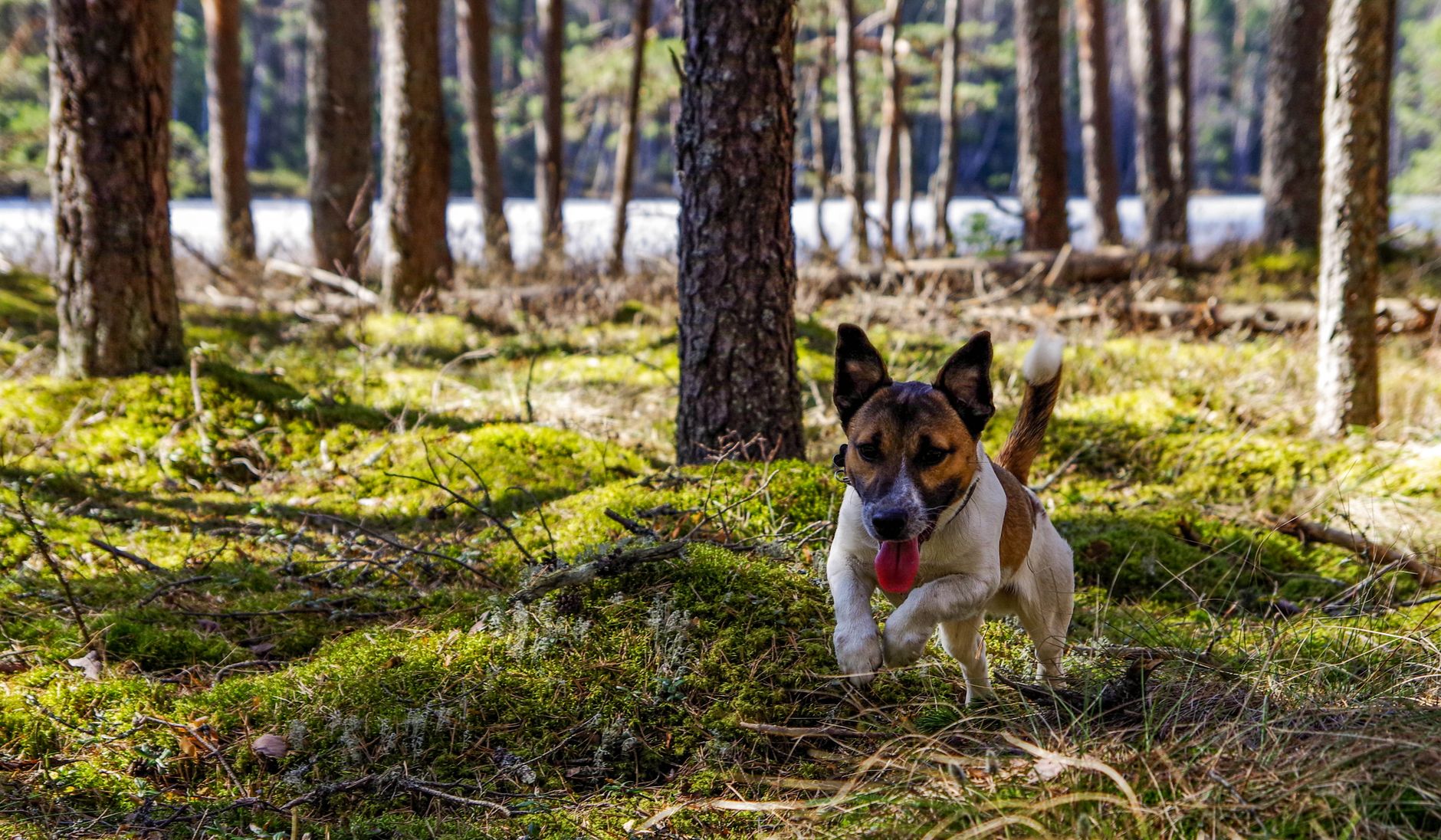 dog running in summer heat