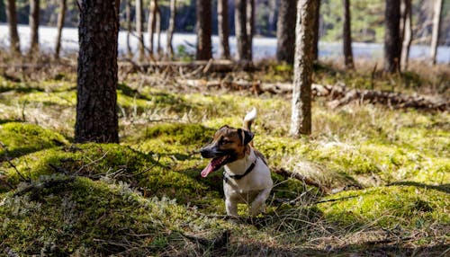 免费 棕褐色和白色梗犬在树林里的照片 素材图片