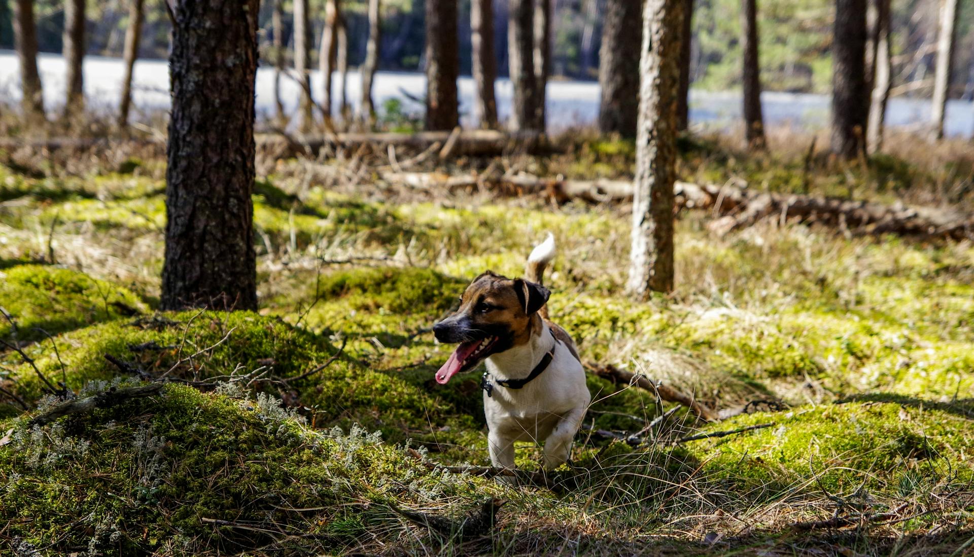 Foto av brun och vit terrier i skogen