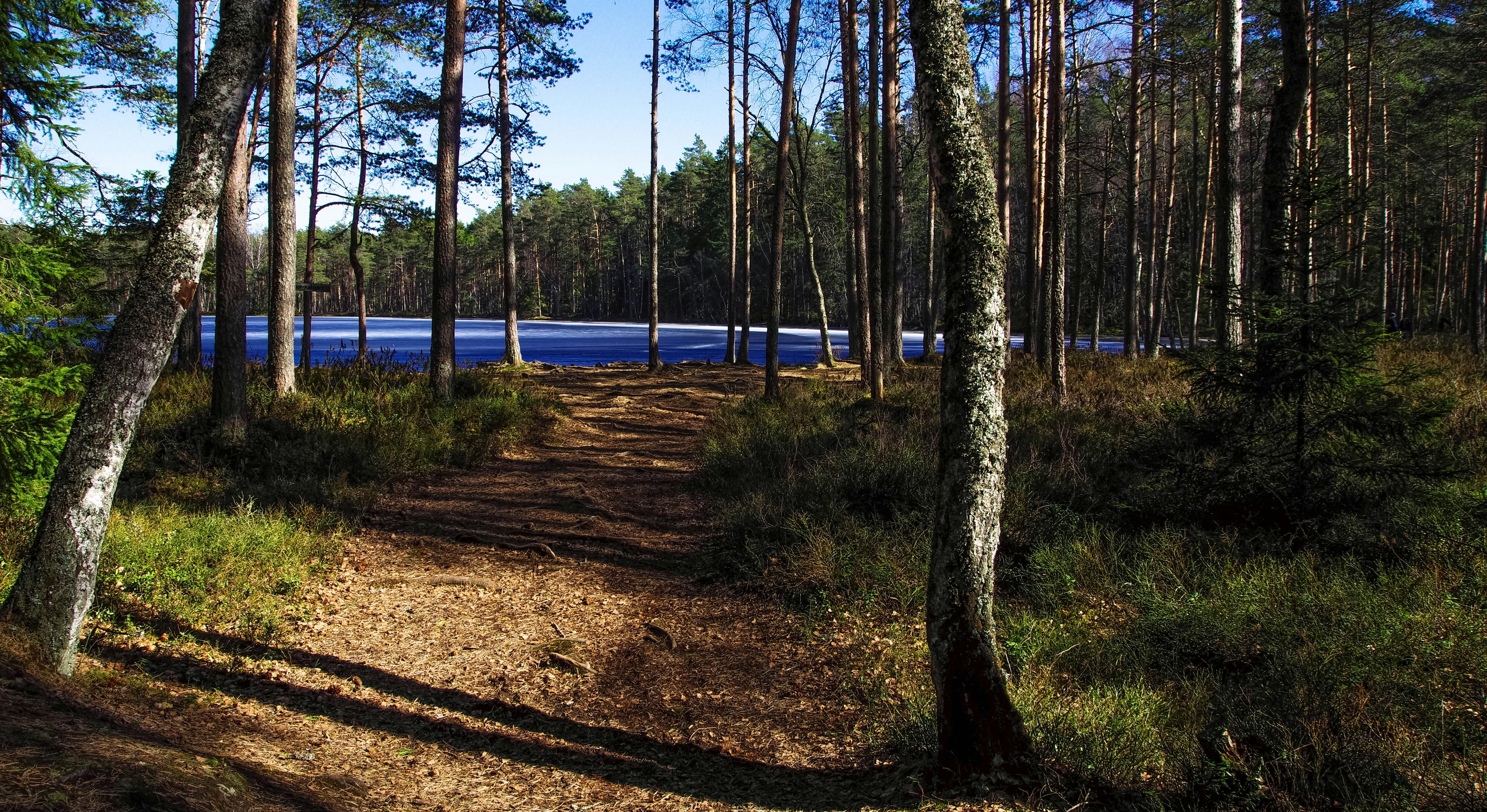 一条土路穿过松树林，通向宁静的湖泊