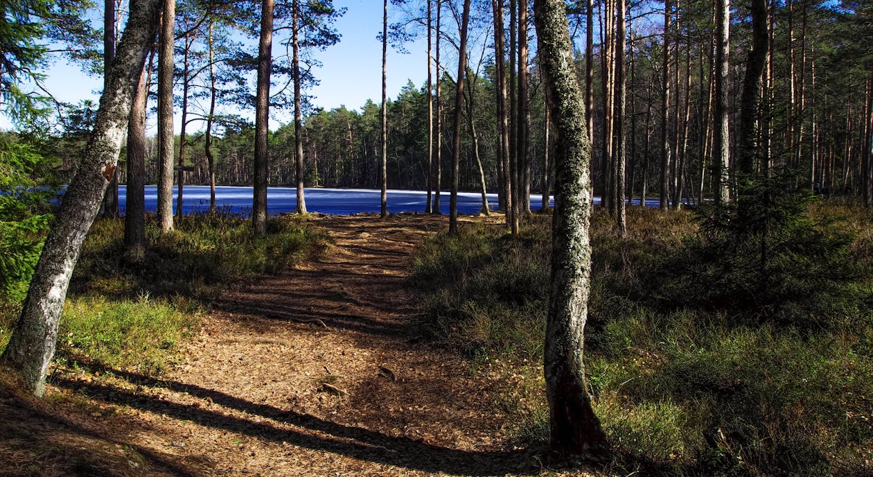 Foto Del Pavimento Forestale