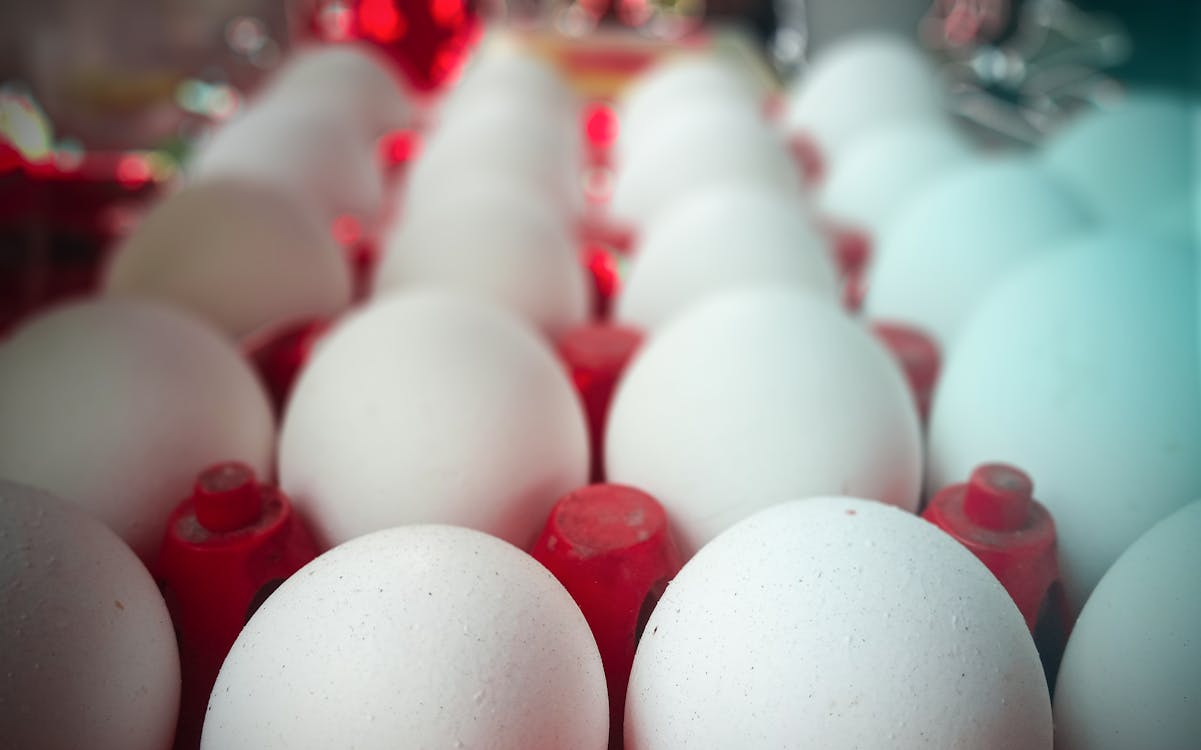 Foto profissional grátis de branco, casca de ovo, cascas de ovo