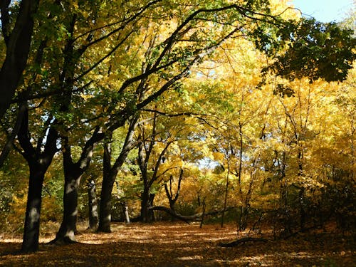 Fotos de stock gratuitas de arboles, bosque, hojas amarillas