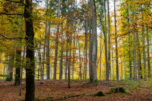 Fotos de stock gratuitas de arboles, bosque, otoño