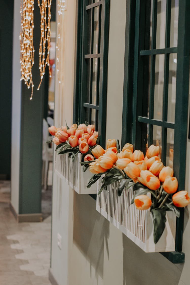 Tulips In Flower Boxes Under Windows