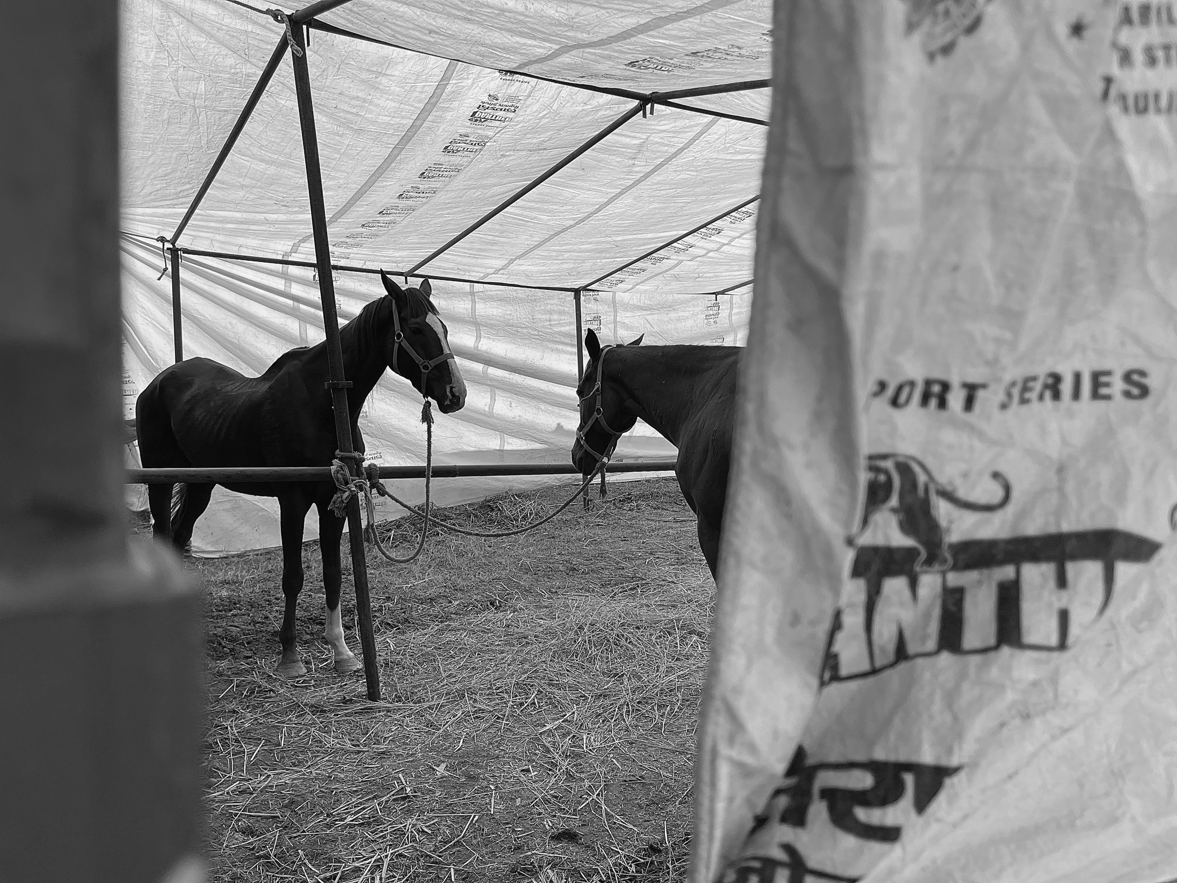 Two horses inside a farm tent captured in black and white, showcasing rustic farm life.