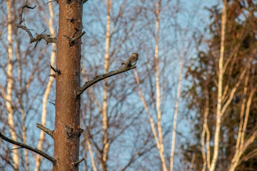 Eurasian Pygmy Owl Perched on Tree Branch