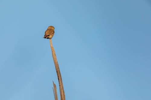 Brown Bird Perched on a Stick