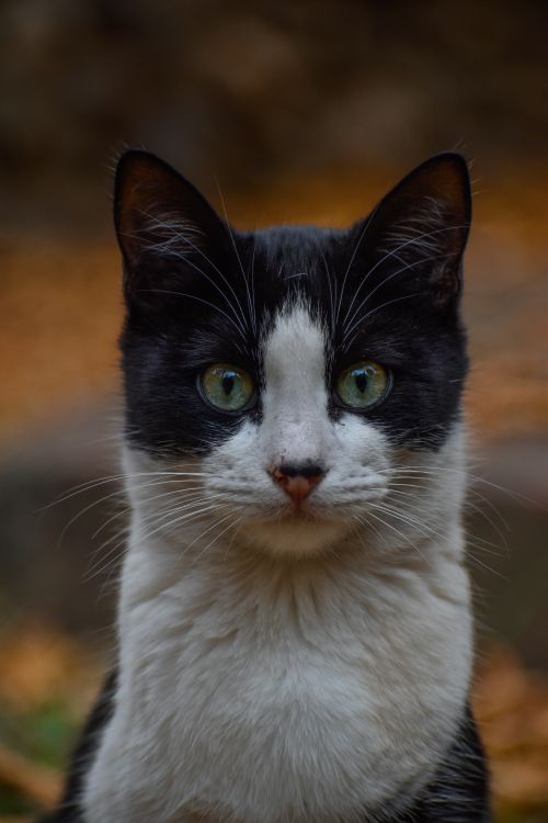 Free Close-up of a black and white cat with green eyes in an autumn landscape. Stock Photo