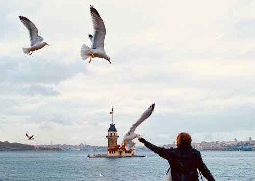 Free Man Standing Near Sea Feeding Flying Birds Stock Photo