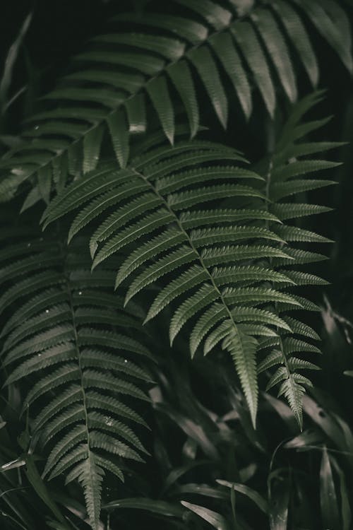 Green Fern Leaves in Close Up Photography