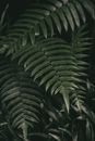 Green Leaves in Close Up Photography