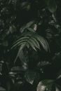 Green Leaves in Close Up Photography