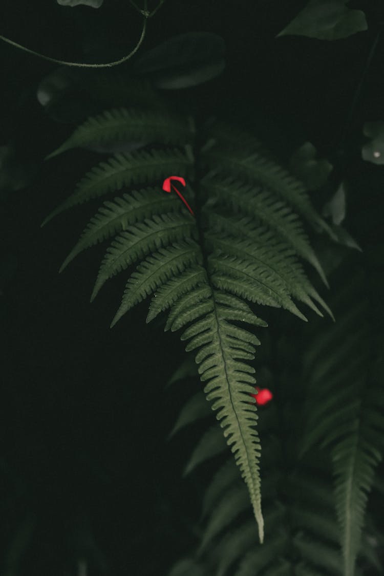 A Green Fern Leaves With A Fallen Red Flower 
