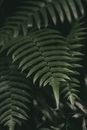 Green Leaves in Close Up Photography