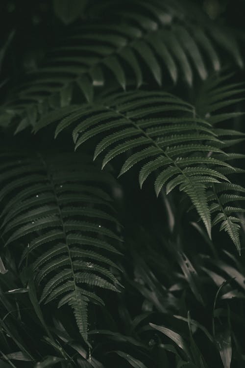 Green Leaves in Close Up Photography