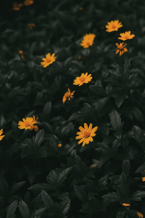 Full Shot of Yellow and Green Leaves · Free Stock Photo