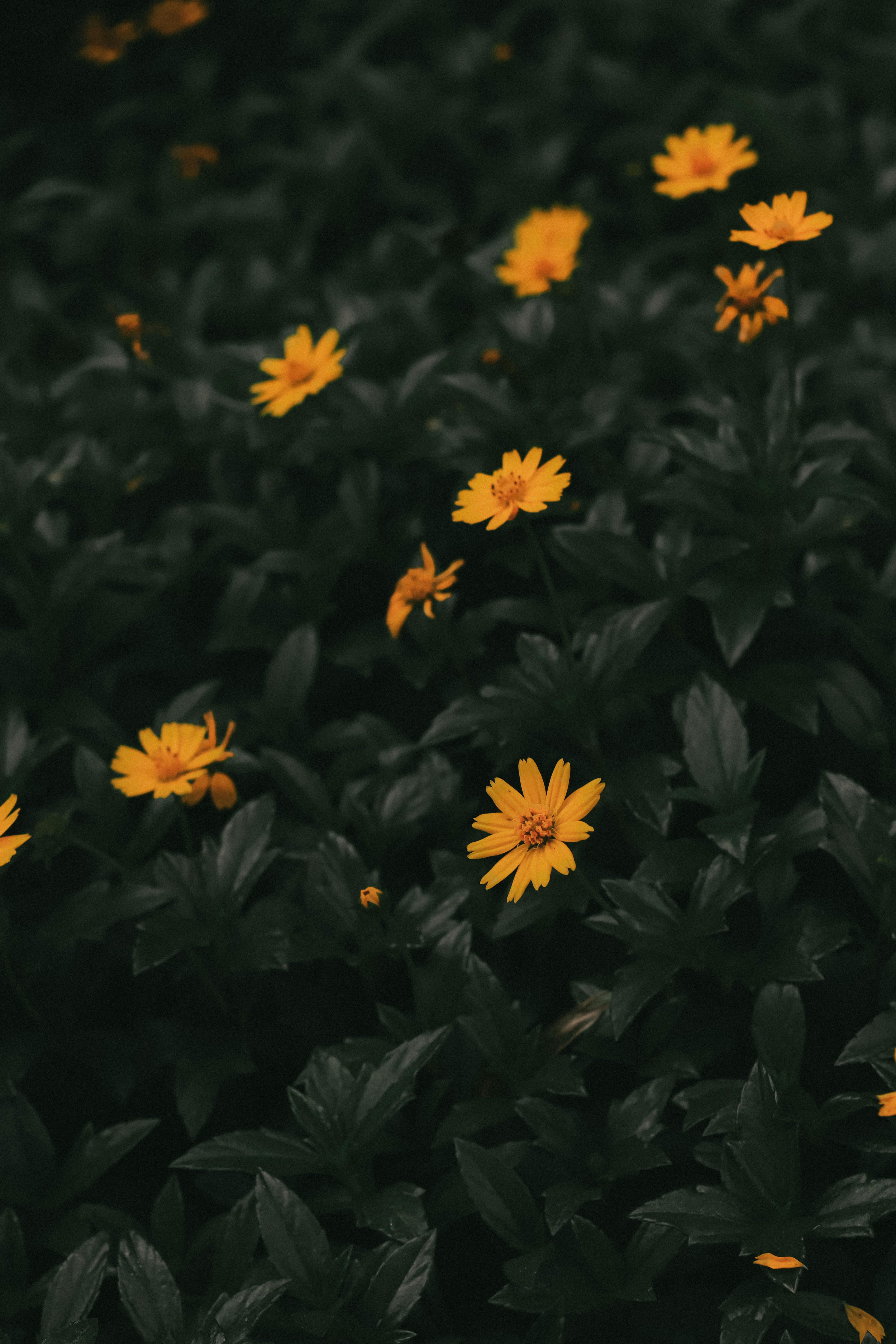 Dark Yellow Flowers Photos, Download The BEST Free Dark Yellow Flowers ...