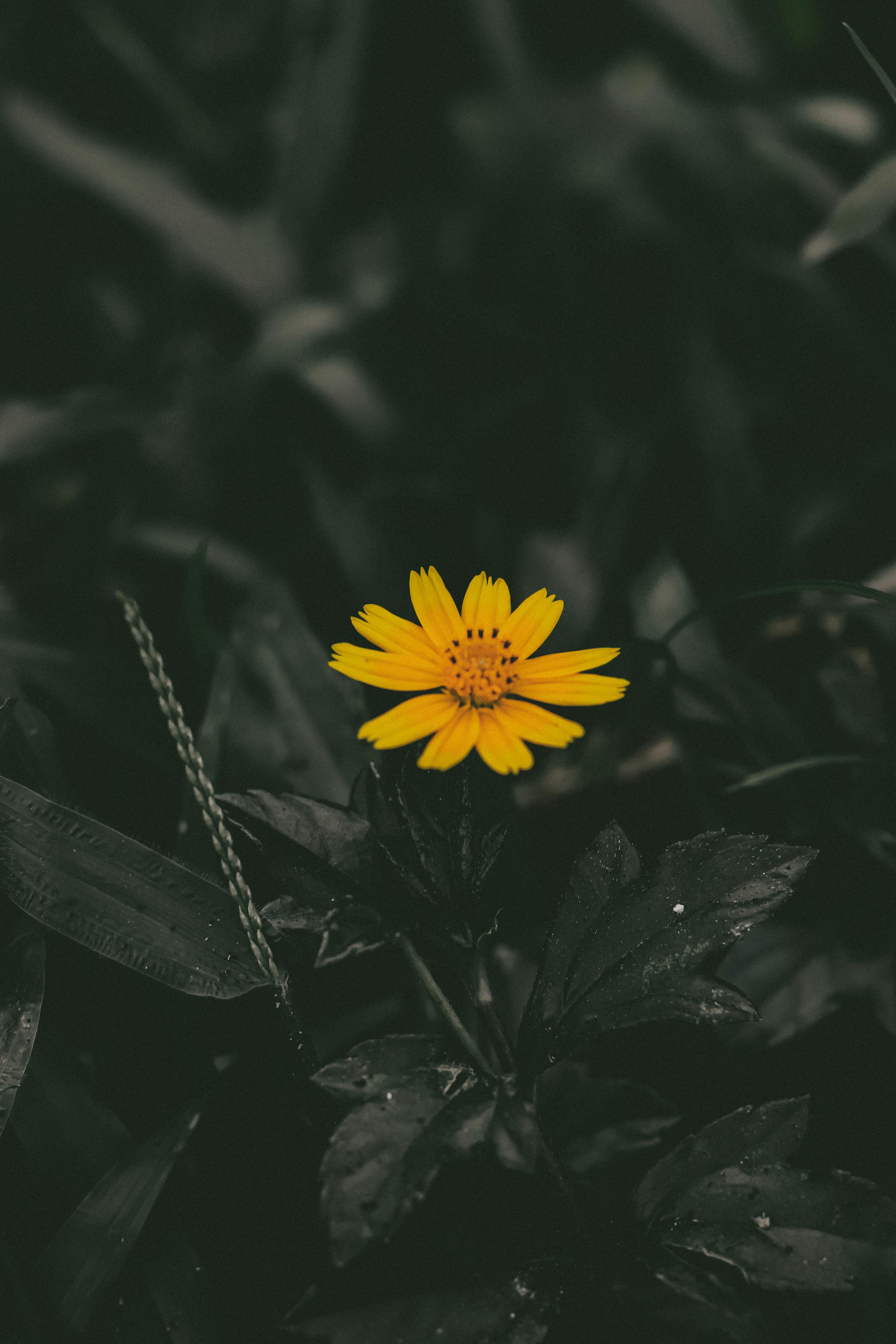 Yellow Daffodil and Green Leaves · Free Stock Photo