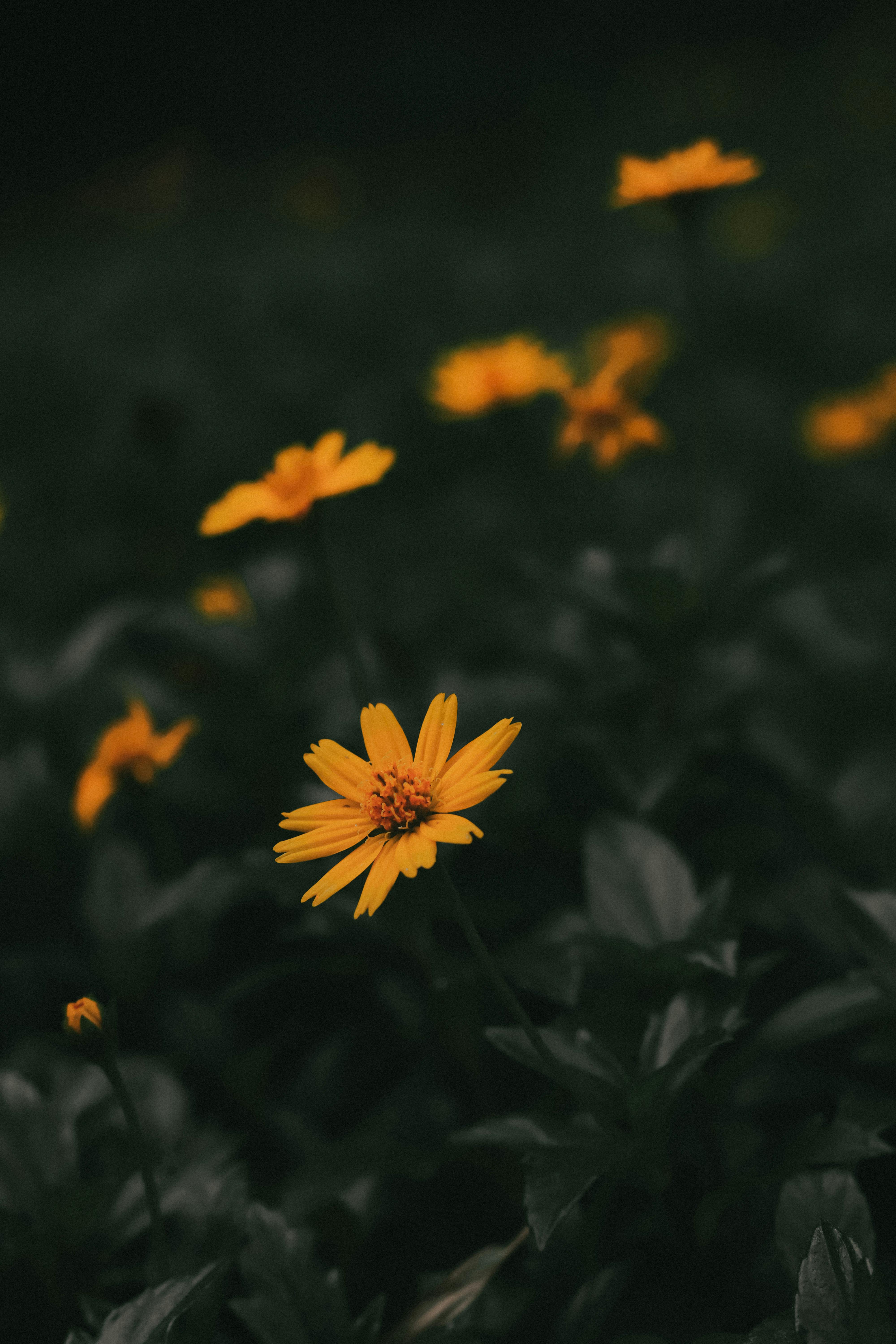 Yellow Flower in Tilt Shift Lens · Free Stock Photo Yellow Flower in Tilt Shift Lens · Free Stock Photo