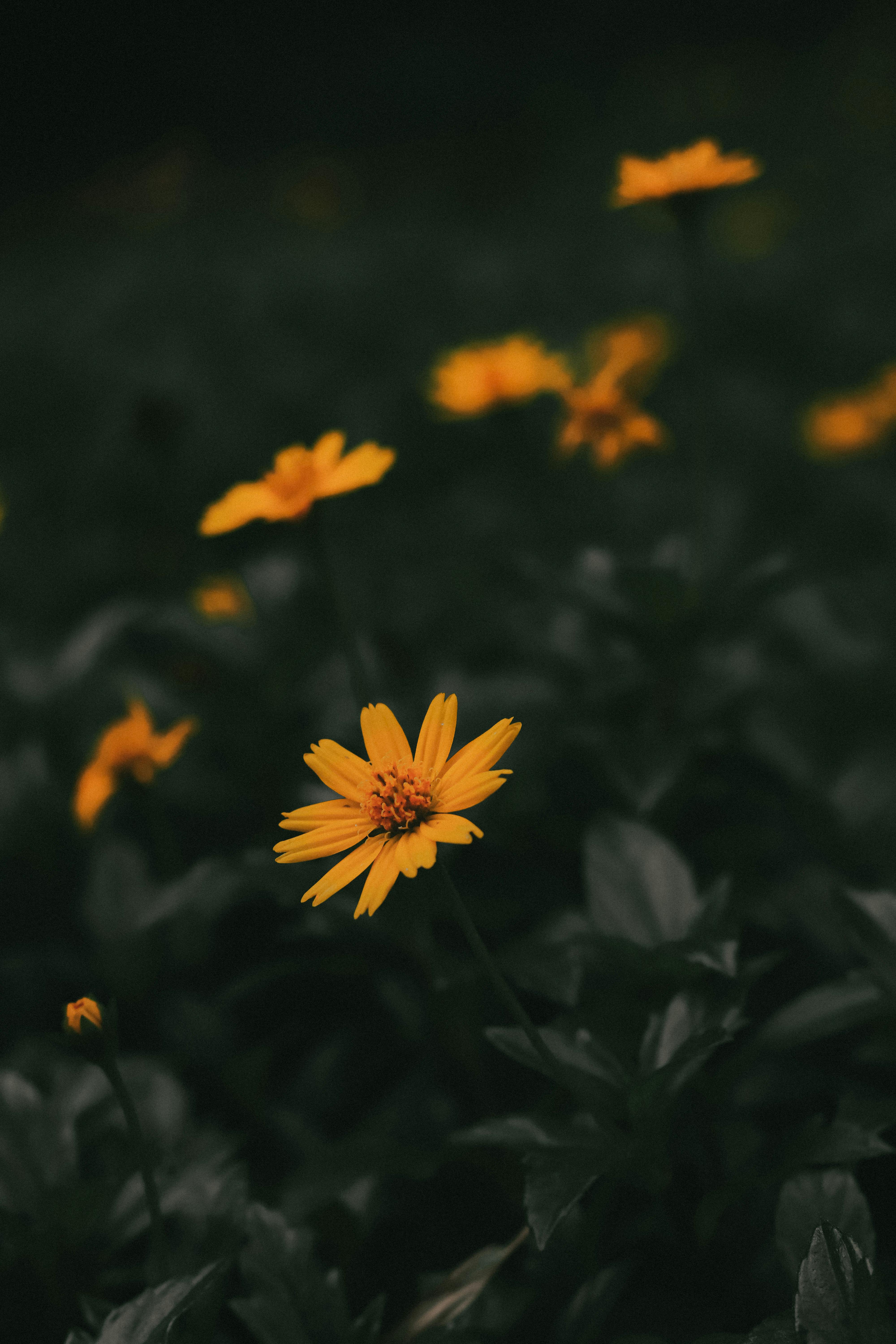 Red Flowers With Green Leaves · Free Stock Photo