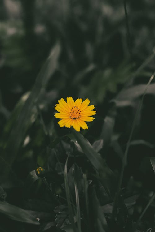 Close-up of Yellow Flower 