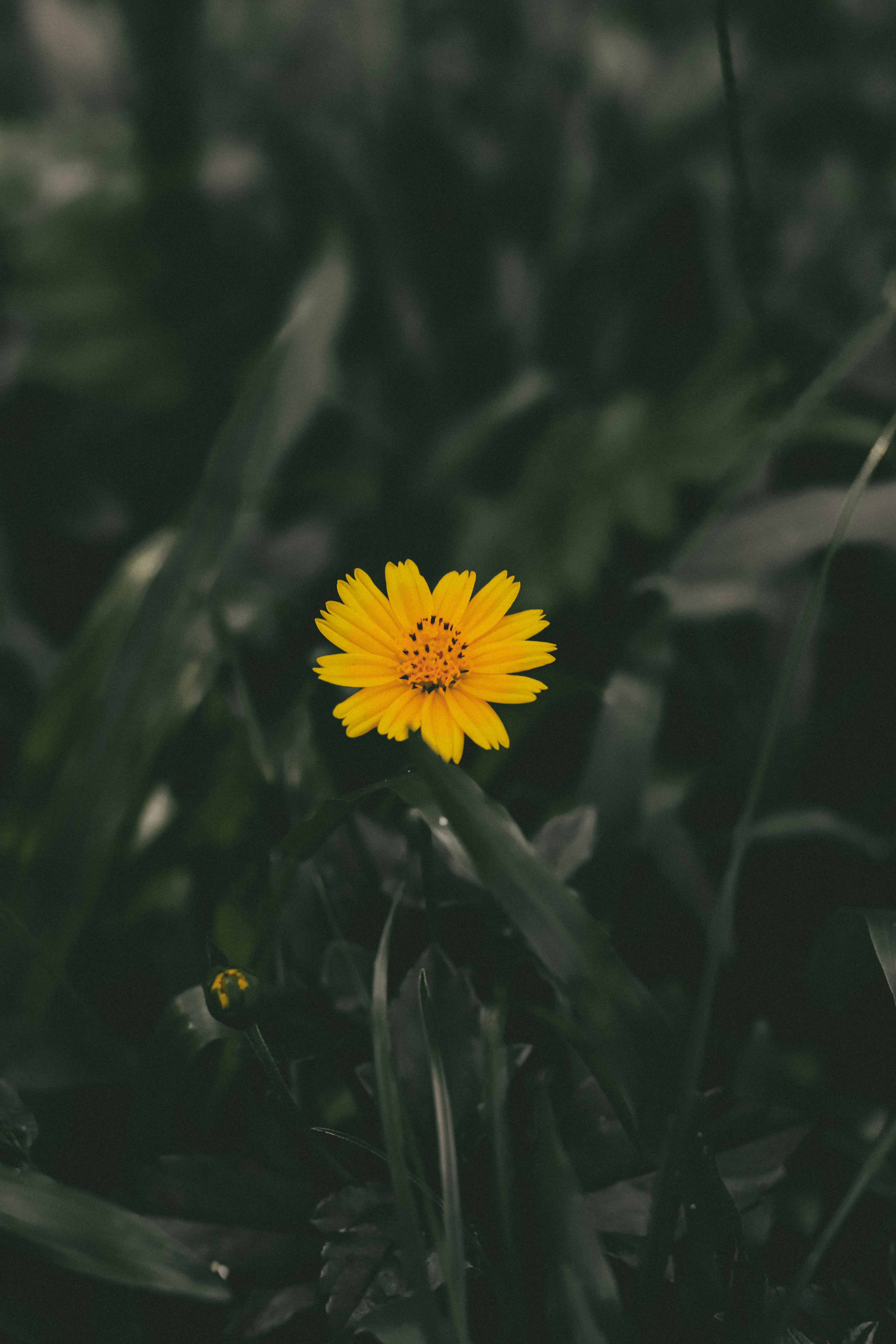 Hoa vàng cận cảnh miễn phí sẽ làm nổi bật điện thoại của bạn với những tông màu rực rỡ và sáng tạo. Hãy tận hưởng một khoảnh khắc yên bình với những hình ảnh hoa vàng rực rỡ này và tạo nên không gian độc đáo cho điện thoại của bạn.