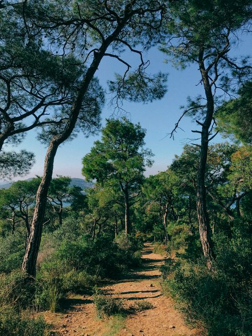 Free Peaceful forest scene with a dirt pathway beneath tall trees and a clear blue sky. Stock Photo