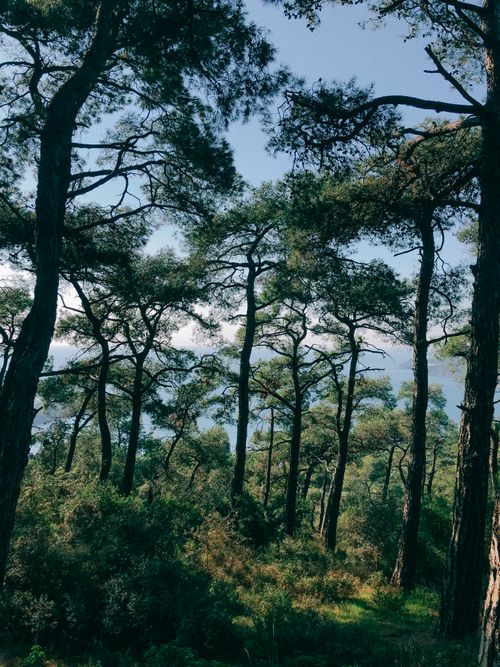 Free A tranquil view of tall pine trees in a dense forest with a clear blue sky, offering a sense of peace. Stock Photo