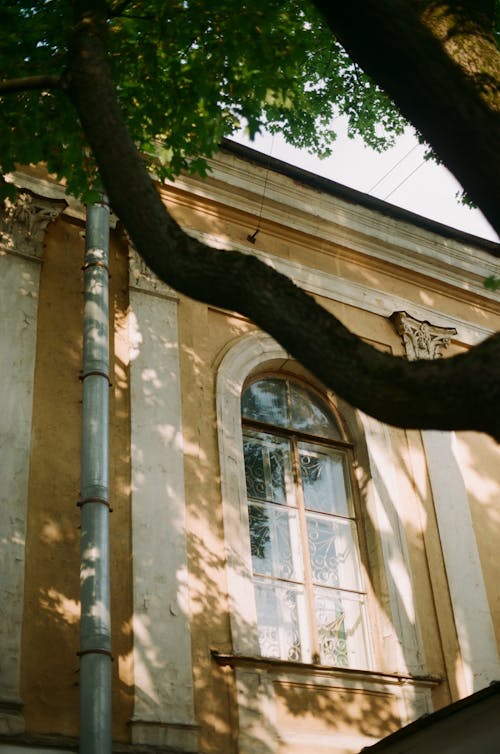 Foto d'estoc gratuïta de antic edifici, arbre, exterior