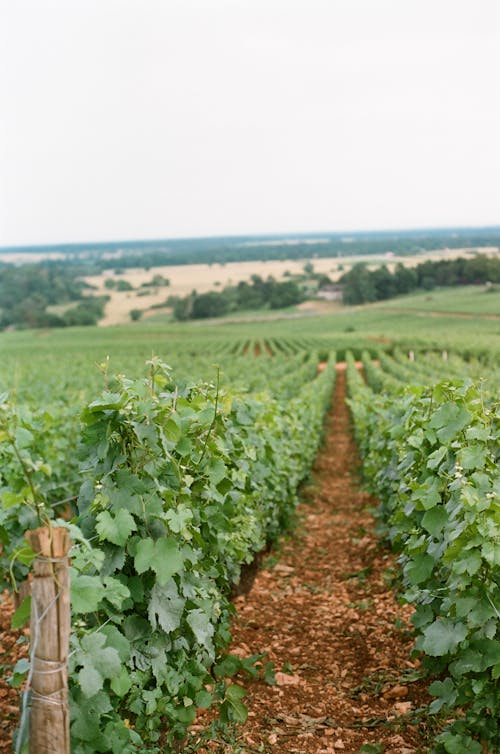 Green Plants on Cropland