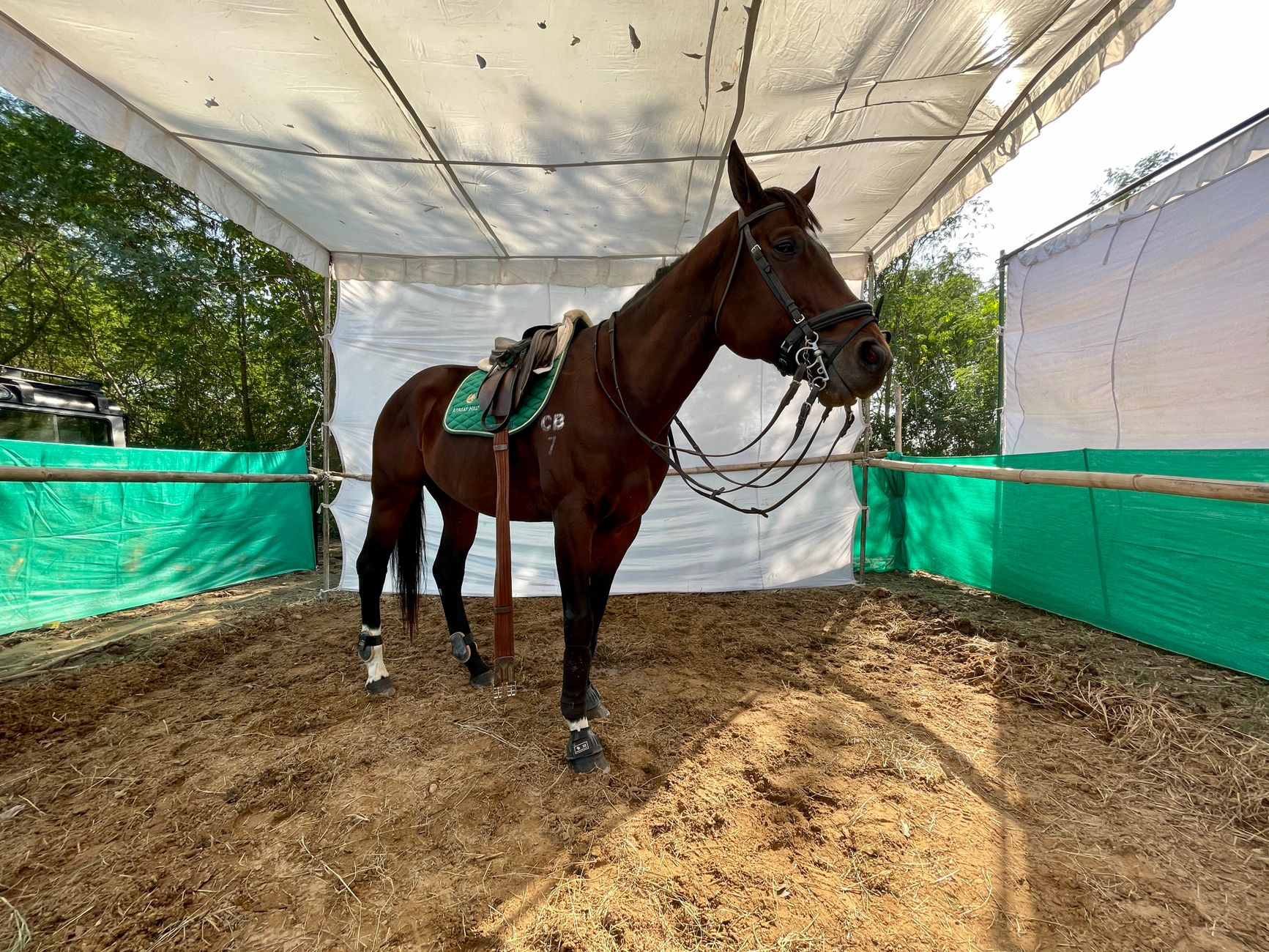 Elegant horse in an outdoor stall, showcasing equestrian gear in natural light.