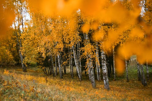 Photos gratuites de arbres, automne, bois