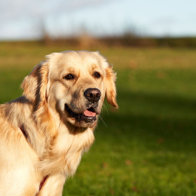 Well-groomed golden retriever outdoors