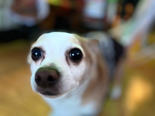 Free stock photo of cute dog, dog head, dog photography Stock Photo