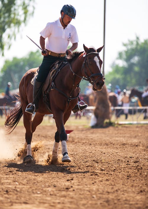 Free Equestrian riding a Stallion Horse Stock Photo