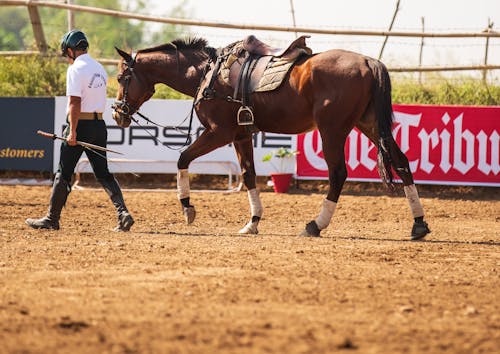 Equestrian walking with a Brown Horse