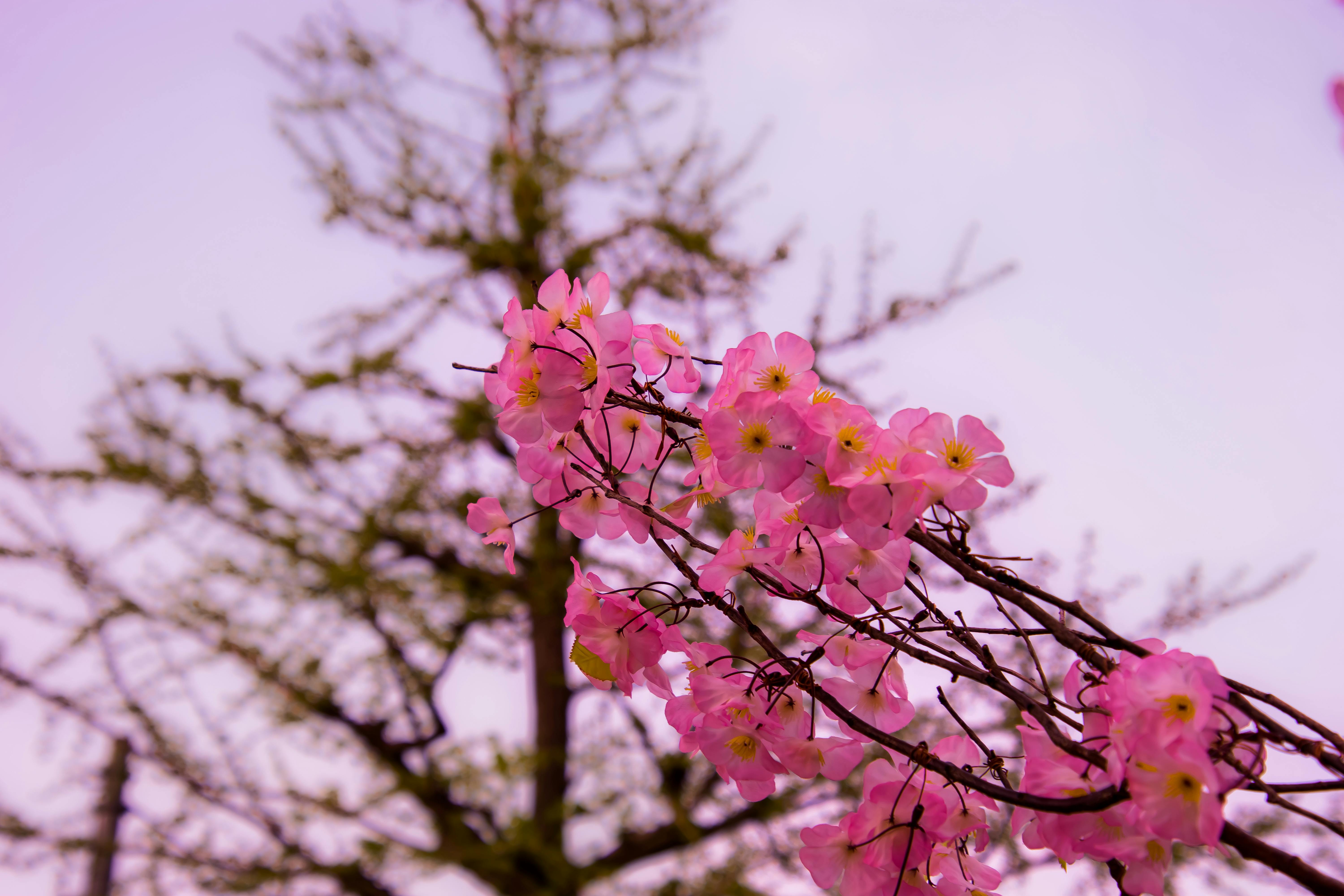 Free Stock Photo From Jasper Pexels