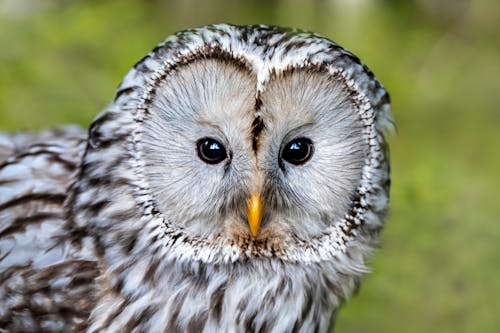 Close-up Photo of a Ural Owl 