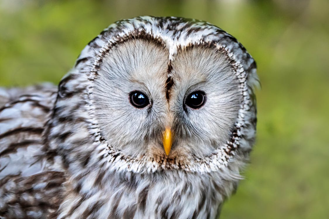 Free Close-up Photo of a Ural Owl  Stock Photo